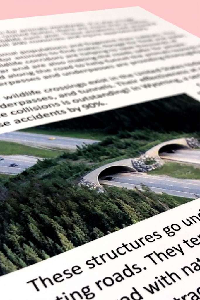 reading passage on wildlife bridges 