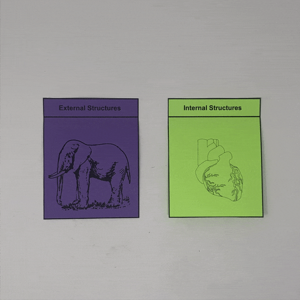elephant adaptations
