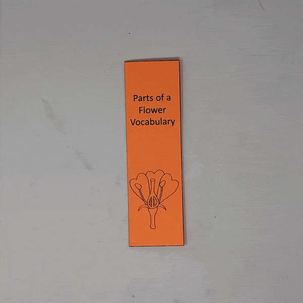 flower vocabulary
