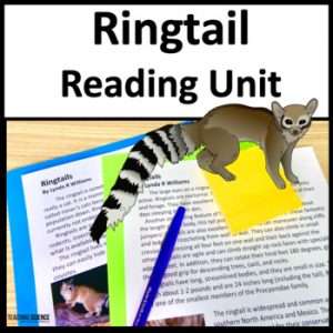 ringtail