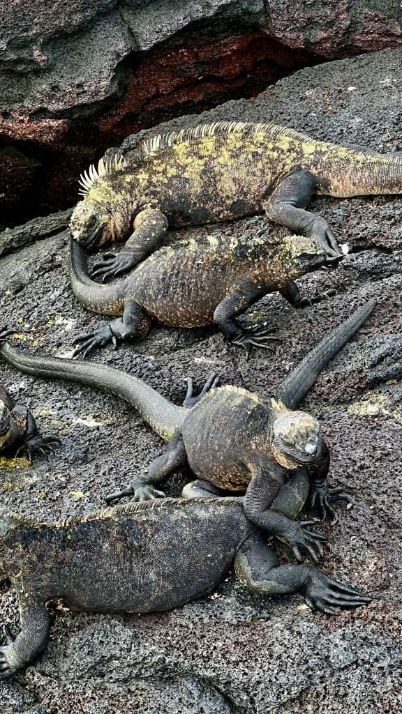 marine iguana