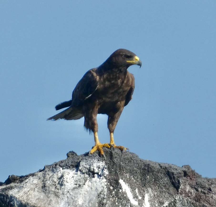 Galapagos Hawk