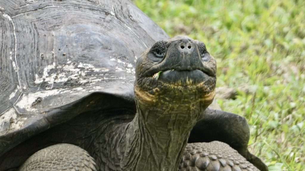 Giant Galapagos Tortoise