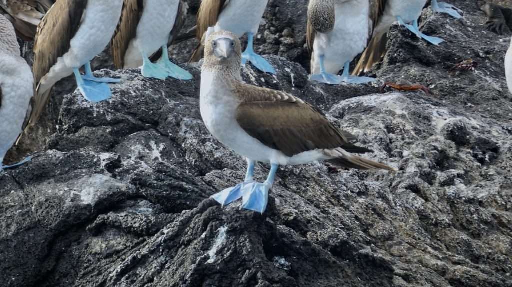 Blue-footed booby biodiversity