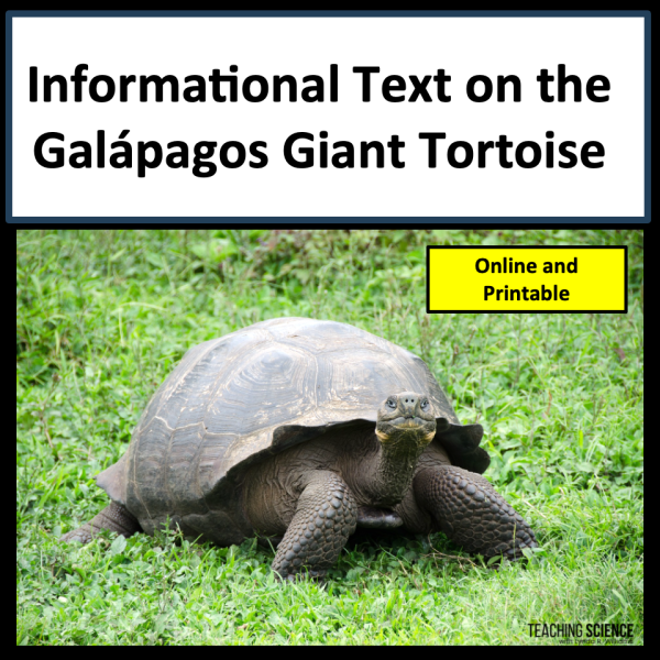 galapagos tortoise