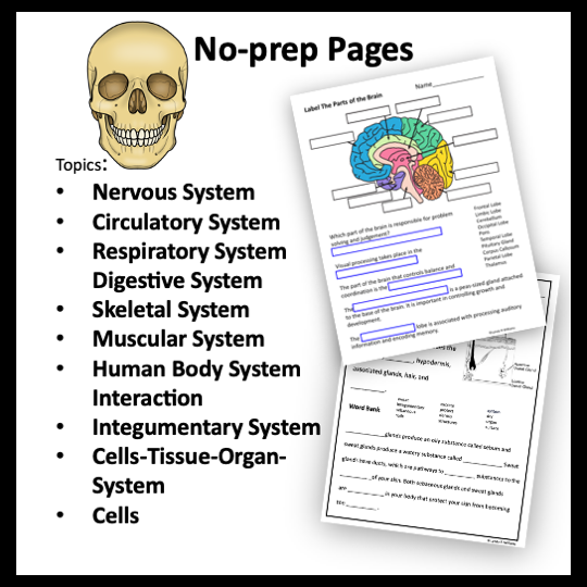 human body systems worksheets