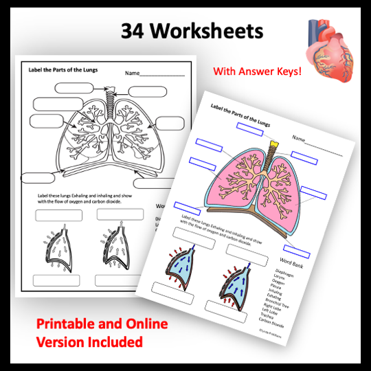 human body systems worksheets