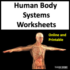 human body systems worksheets