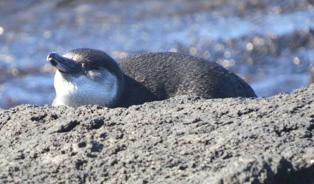 Galapagos Penguin on Rock