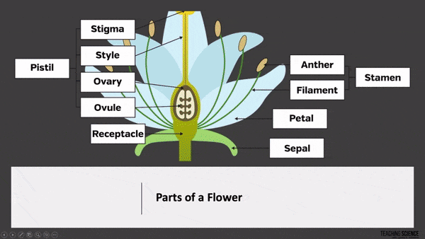 molecules to organisms