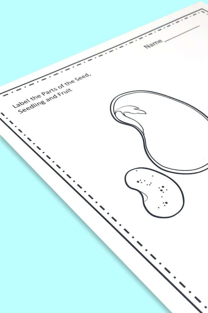 Plant and Animal Adaptations