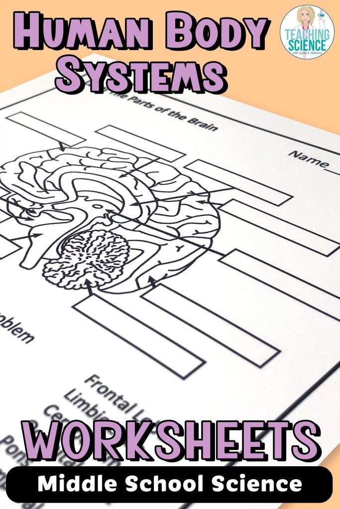 Human Body Systems