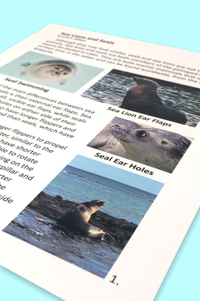 Seals and Sea Lions Informational Text Unit