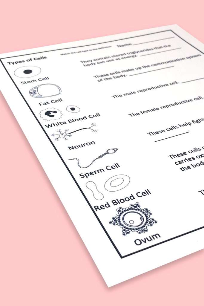 human body systems