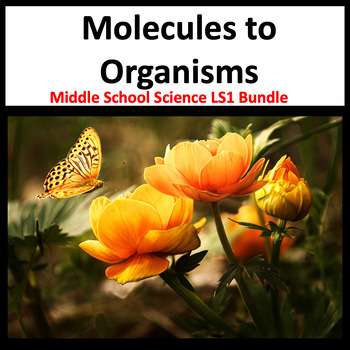 Molecules to Organisms
