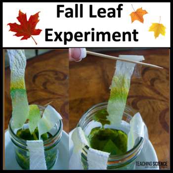 Why do leaves change color in the fall?