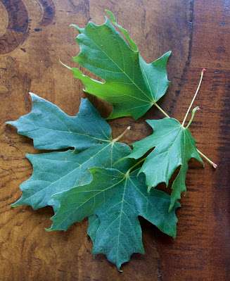 Why do leaves change color in the fall?