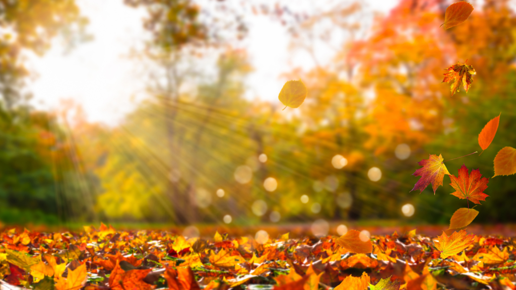 Why do leaves change colore