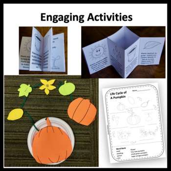 Pumpkin Life cycle