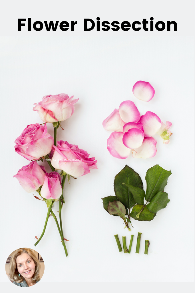 flower dissection