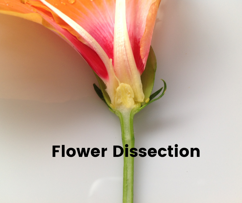 flower dieesction