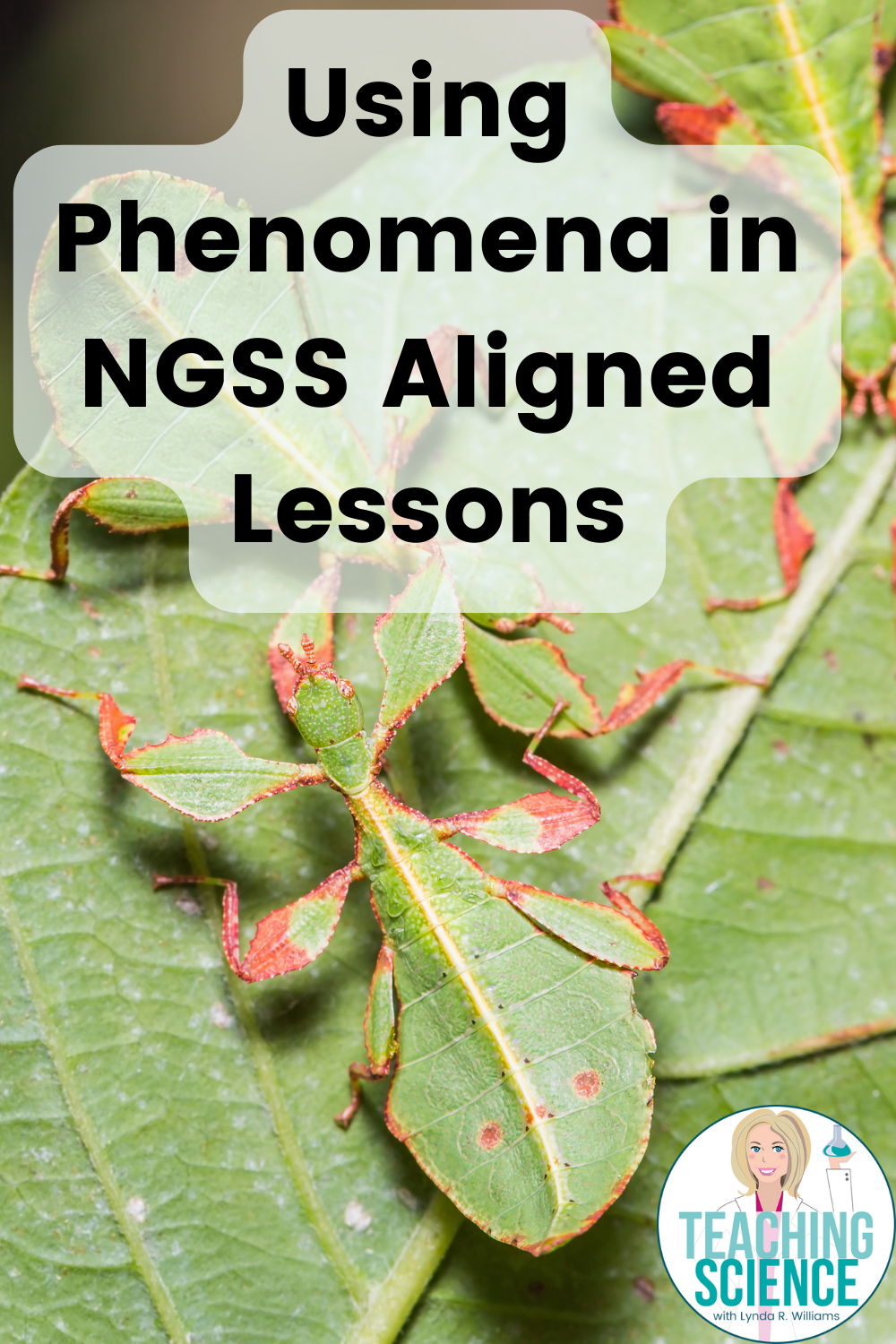 how to use phenomena in science instruction