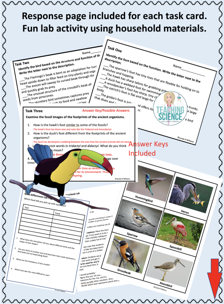 Animal Adaptations and Bird Beak Lab and Task Cards