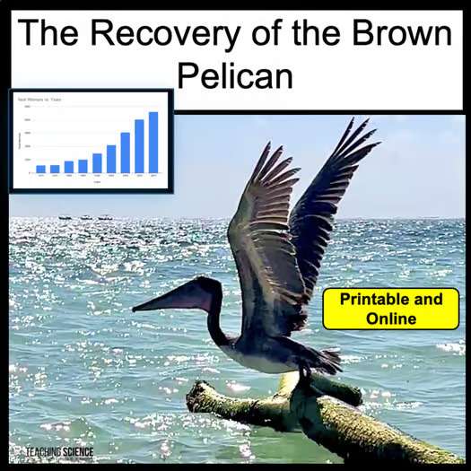 The Brown Pelican Recovery & Human Impact Analyzing Graphs & Endangered Species